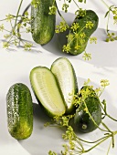 Fresh gherkins with dill flowers