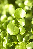 Young watercress