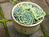 Houseleek in a flowerpot