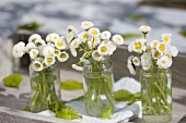 Posies of white bellis flowers in three jars on tray