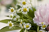 Bunch of peonies and chamomile