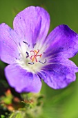 Meadow cranesbill (geranium pratense)