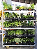 A trolley with pots of herbs