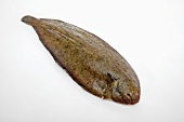 A sole on a white surface