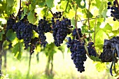 Red wine grapes