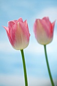 Pink tulips (variety: Dreamland)