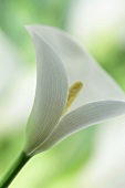 A white lily (close up)