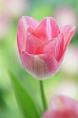 Pink tulip (variety: Dreamland)