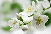 A sprig of jamine blossoms