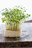 Fresh cress on a wooden board