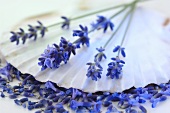 Lavender sprigs with flowers on a shell