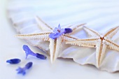 Starfish with lavender flowers on a scallop shell