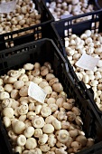 Lots of fresh mushrooms on display