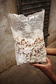 A pair of hands holding a plastic bag of mushroom spores (mushroom farm, Mexico)
