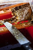 A honeycomb and a knife