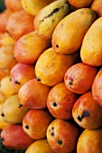 Viele Mangos, Sorte Petacon, gestapelt