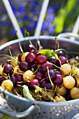 Various cherries in a colander