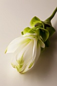 Turmeric flower