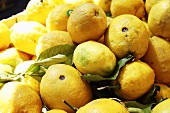 Zitronen in Steige auf dem Markt