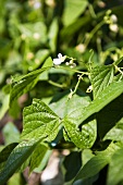 Bean plants with flowers (close up)