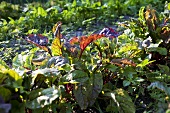 Beetroot plants in a vegetable patch