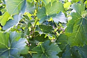 Vine leaves on the vine (close up)
