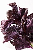 Red shiso