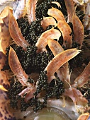 Caviar on a female lobster