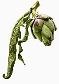 An artichoke with leaves