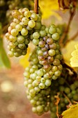 White wine grapes (Chardonnay) on a vine