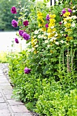 A flower bed in a farmer's garden