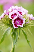 Sweet William in a garden