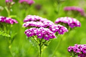 Flowering yarrow in a garden