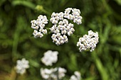 Flowering yarrow