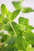 Fresh mint (close-up)