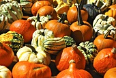 Lots of different pumpkins and squash (macro zoom)