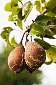 Mouldy pears on a trees (leaves with a case of European pear rust)