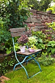 Various aromatic geraniums on an old wooden folding chair