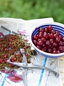 A dish of cherries, stalks, stones and a cherry stoner