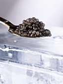 Caviar on a spoon