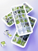 Frozen herbs in ice cube trays