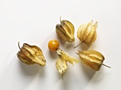 Four physalis in their husks, one opened