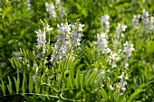 Goat's rue in flower