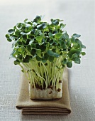 Daikon cress