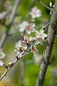 Almond blossom on the branch