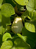 A chayote on the plant