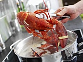 Taking cooked lobster out of water