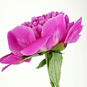 A peony