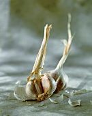 Garlic bulbs, whole and broken open