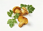 Three chanterelles with parsley leaves